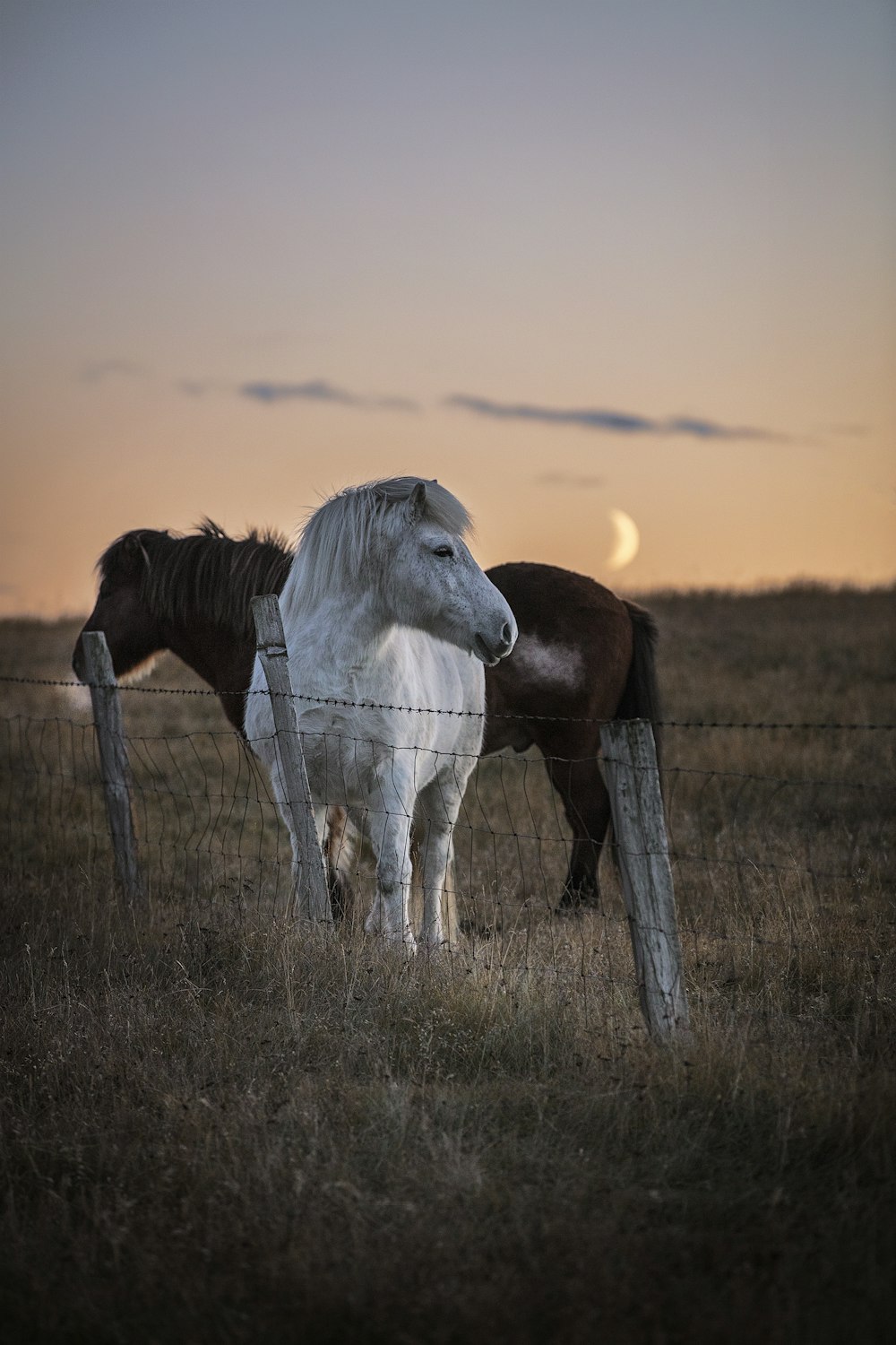 white horse on brown grass field during sunset