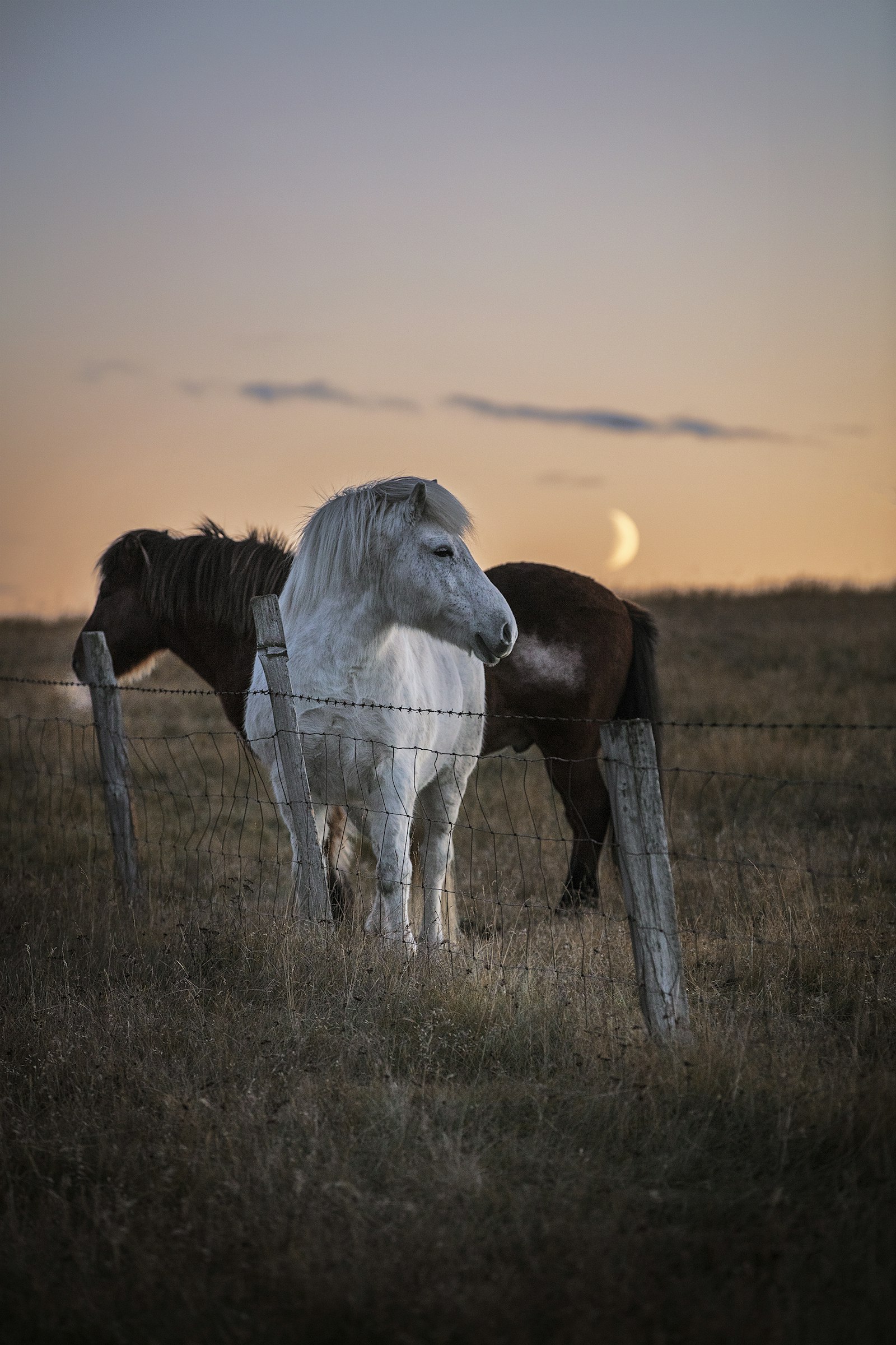 Canon EOS 5DS R + Canon EF 70-200mm F2.8L IS II USM sample photo. White horse on brown photography