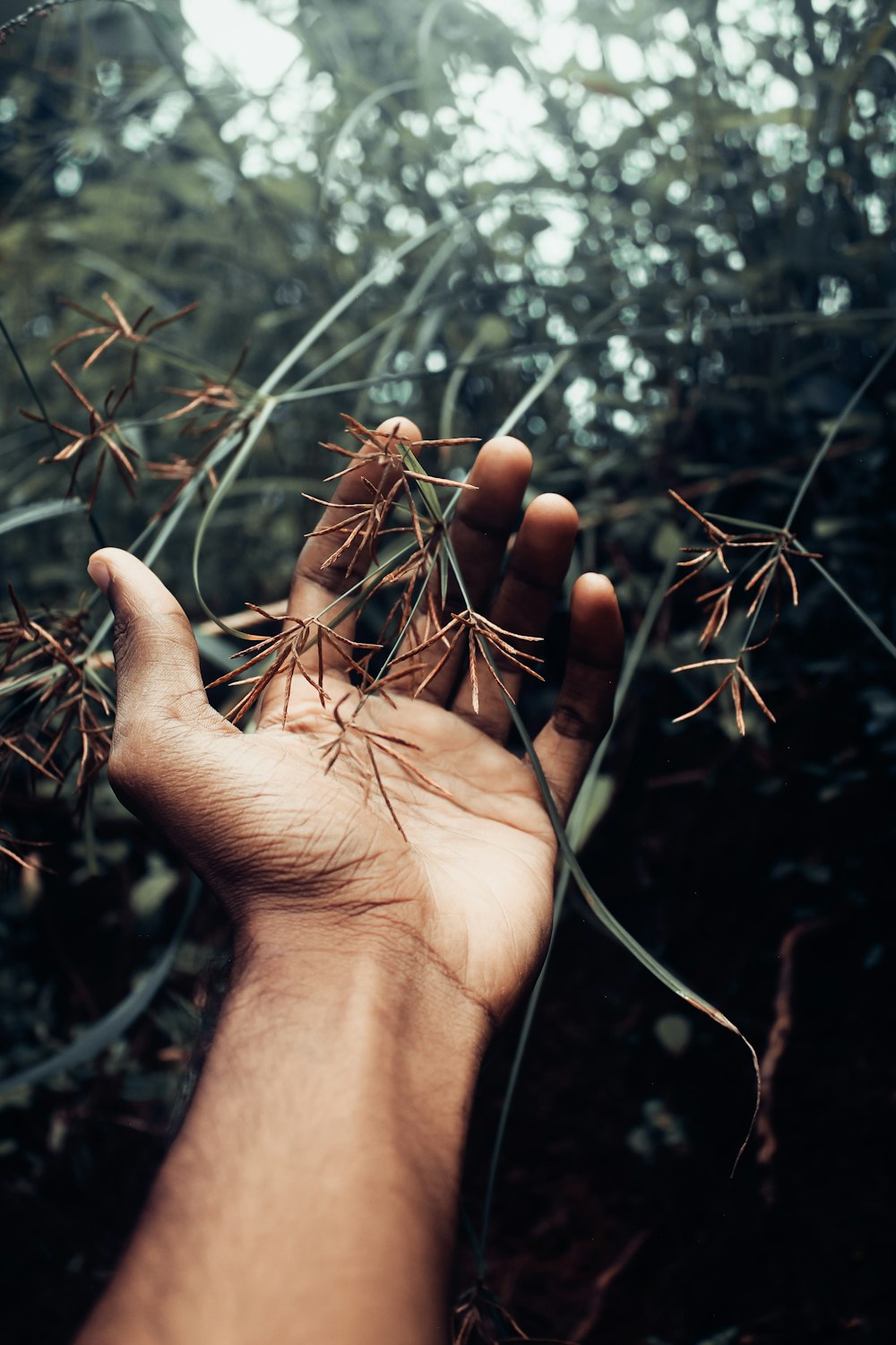 person holding brown dried leaf