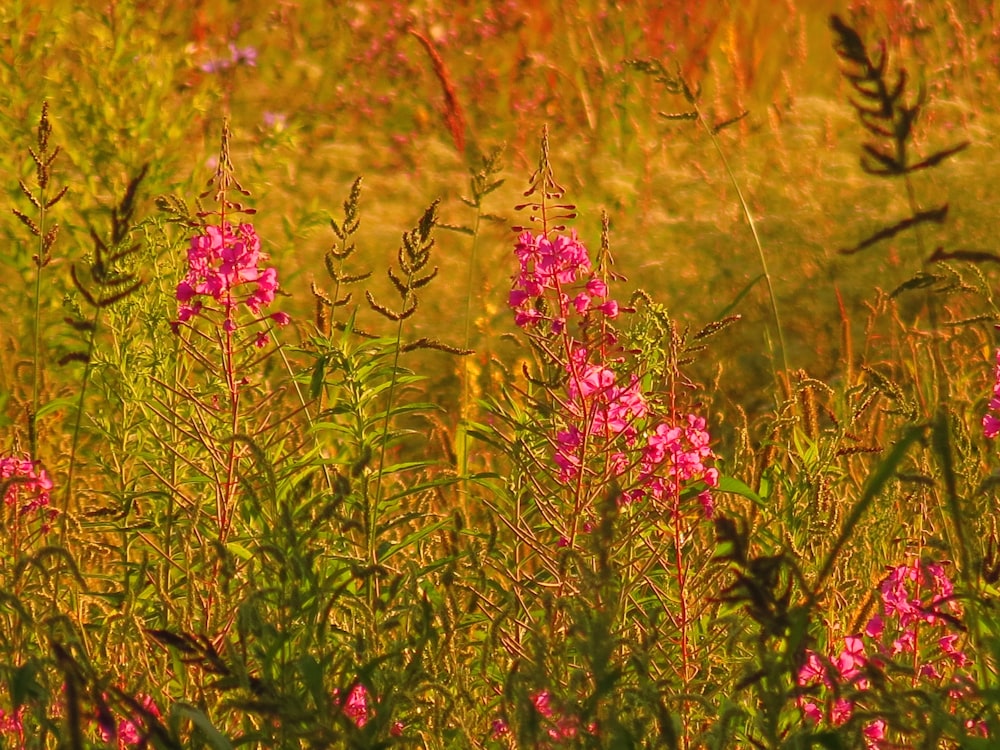 pink flowers with green leaves