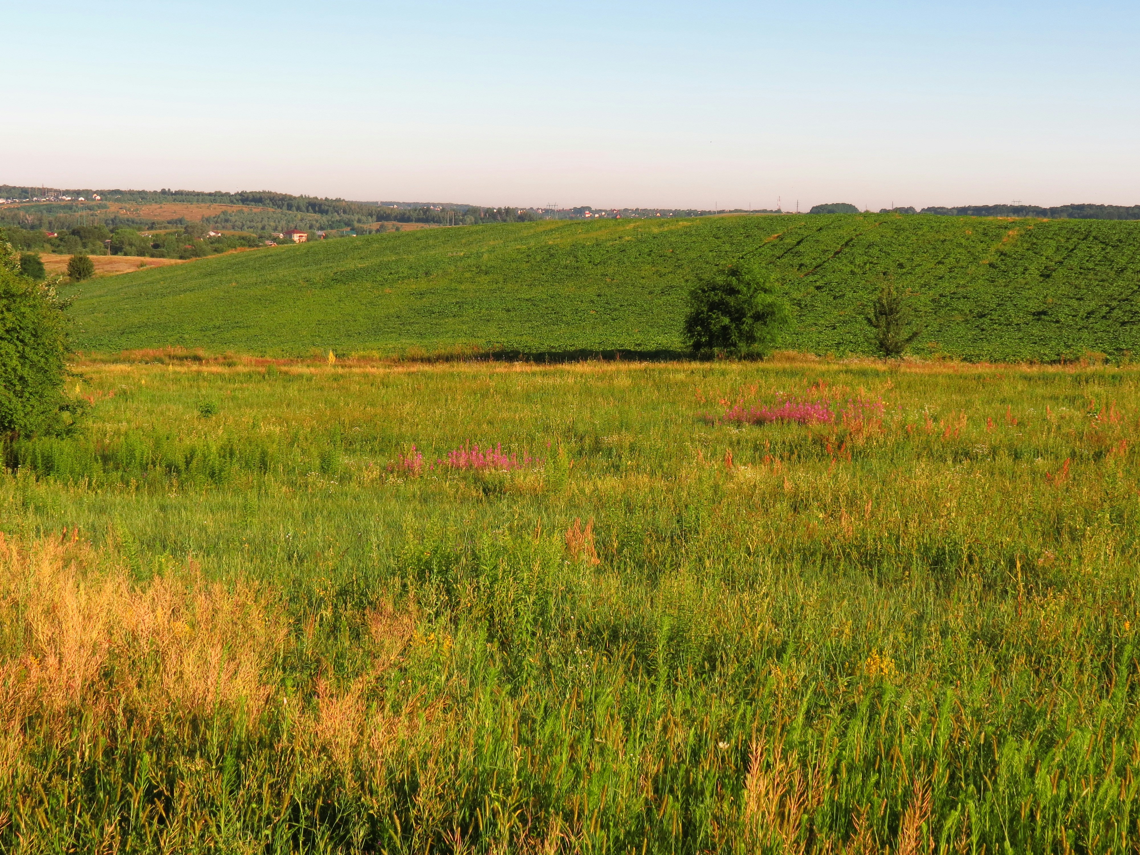 Purchase an Air Purifier