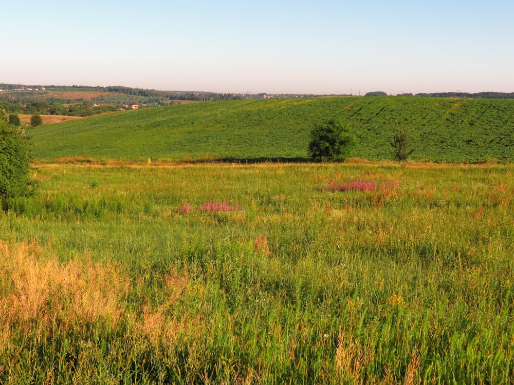 green grass field under blue sky during daytime