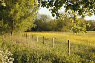 green grass field with green trees