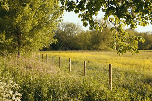 green grass field with green trees