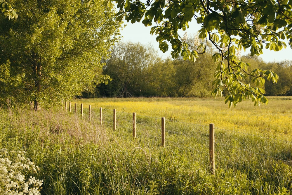 green grass field with green trees