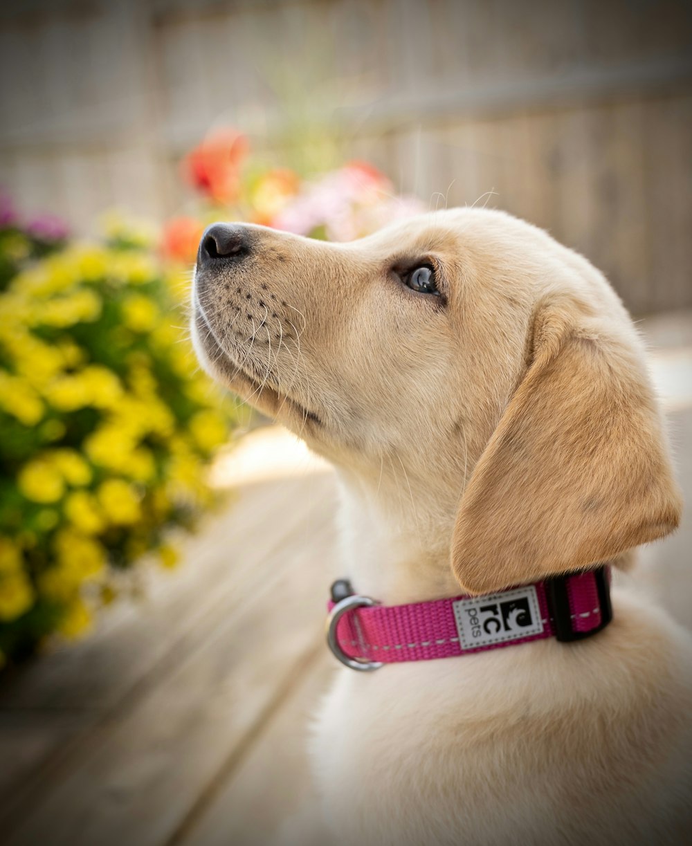yellow labrador retriever with red and yellow collar