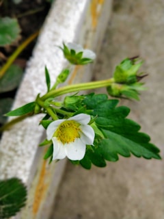 A picturesque view of strawberry plants in full bloom.