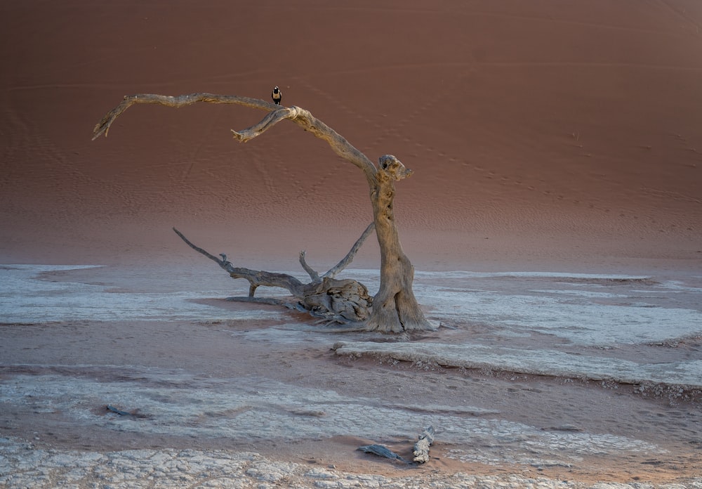 brown tree branch on beach during daytime