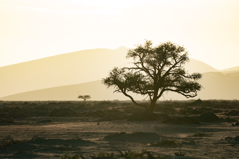 green tree on brown field during daytime