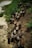 A herd of cattle is moving up a muddy slope beside a body of water, surrounded by green vegetation. The scene captures the animals from above as they traverse the uneven terrain.