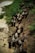 A herd of cattle is moving up a muddy slope beside a body of water, surrounded by green vegetation. The scene captures the animals from above as they traverse the uneven terrain.