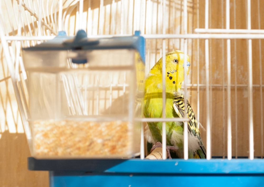 oiseau jaune et noir en cage