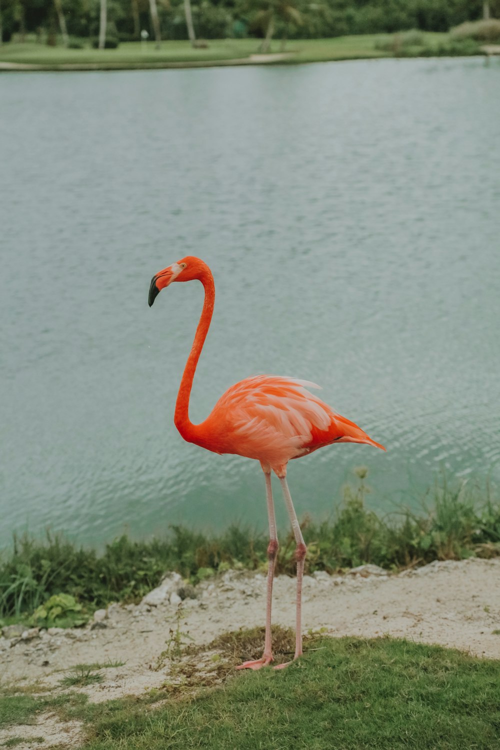 flamant rose sur un champ d’herbe verte pendant la journée