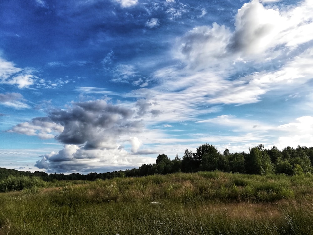 campo de hierba verde bajo el cielo azul y nubes blancas durante el día