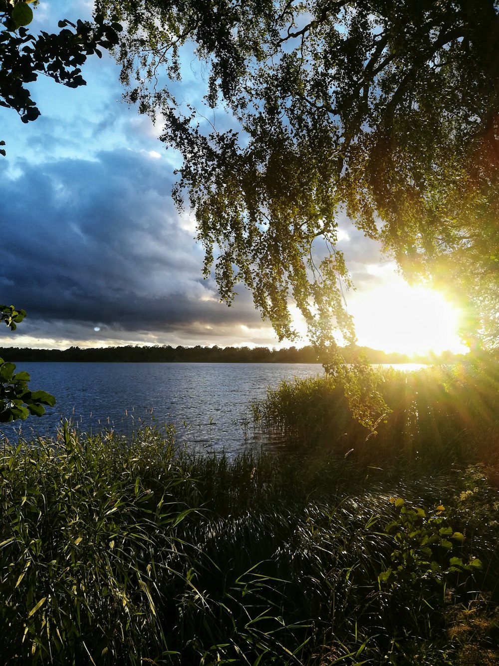 green grass near body of water during daytime