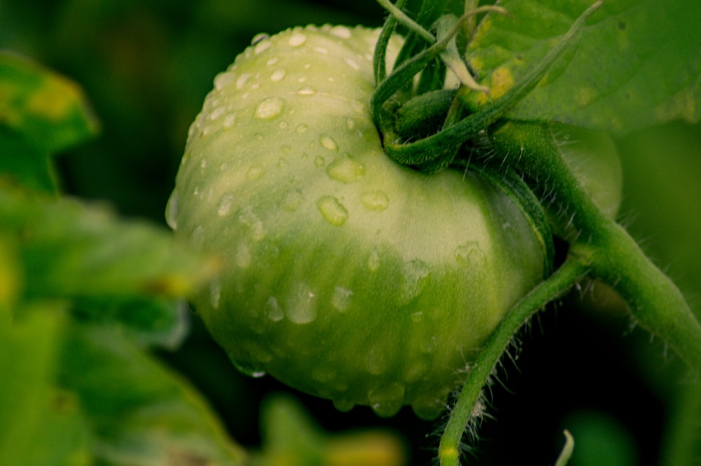 green round fruit with water droplets