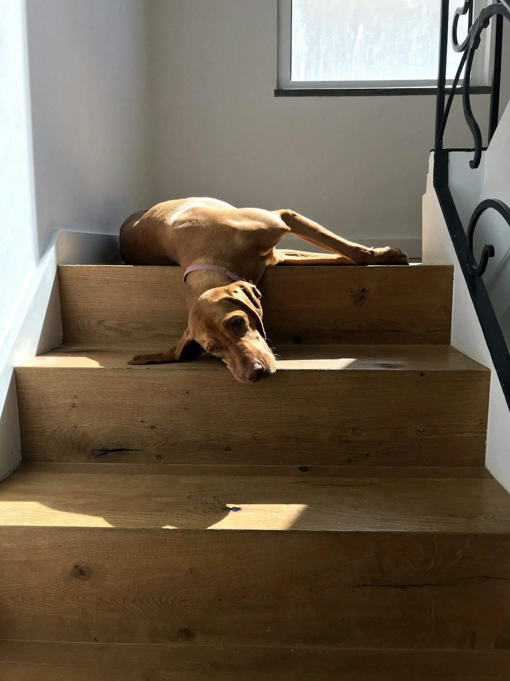 brown short coated dog on brown wooden staircase