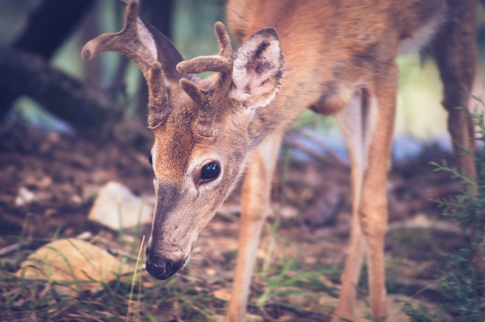 brown deer on brown grass during daytime