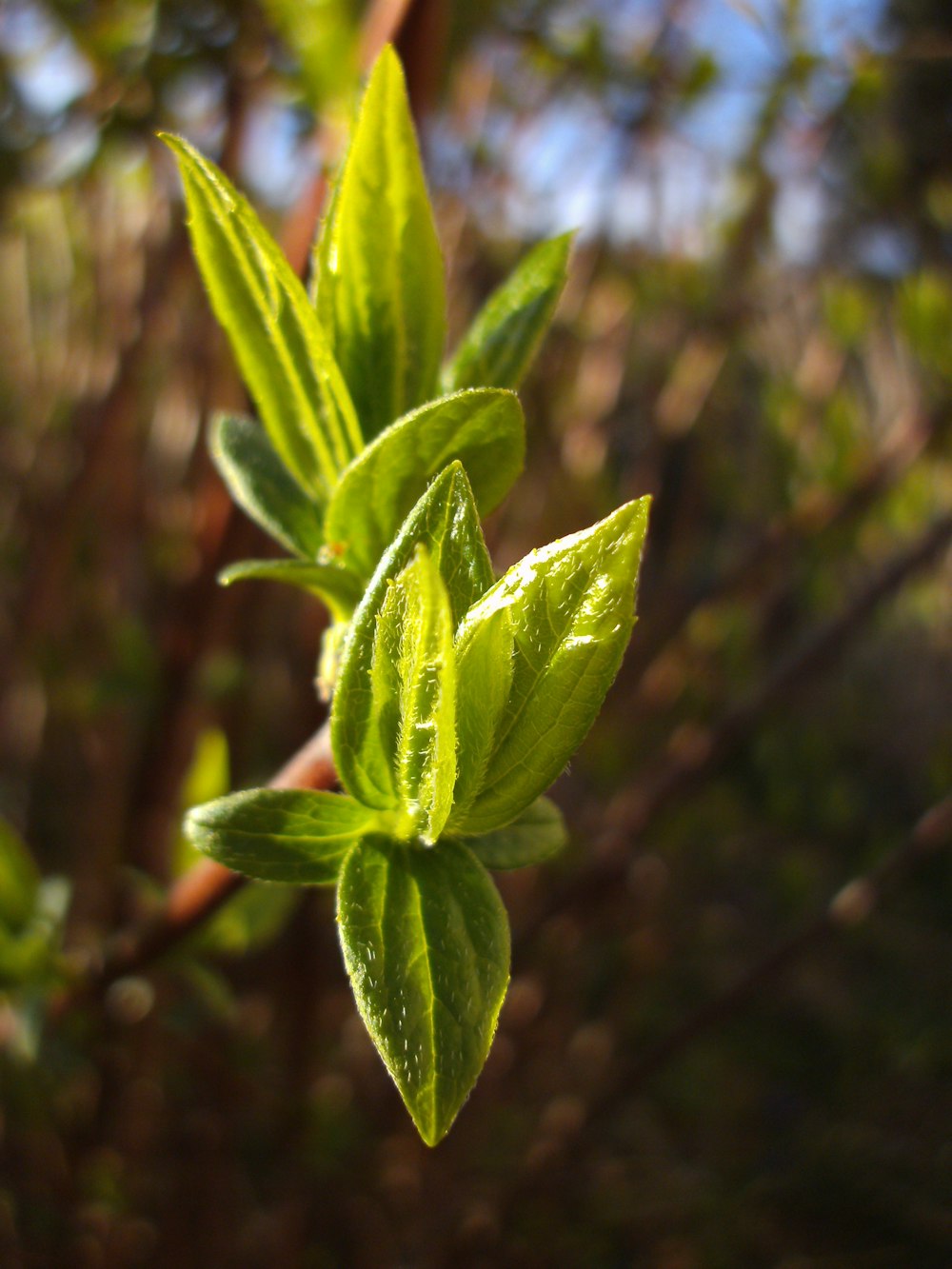 green leaf plant in close up photography