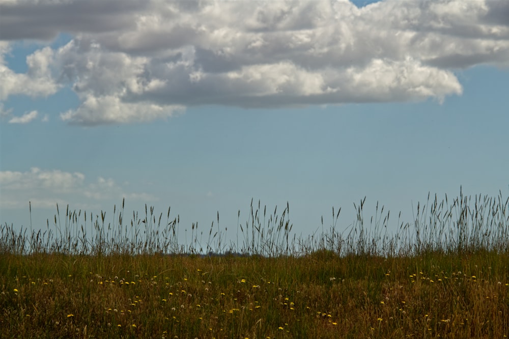 green grass field under white clouds during daytime