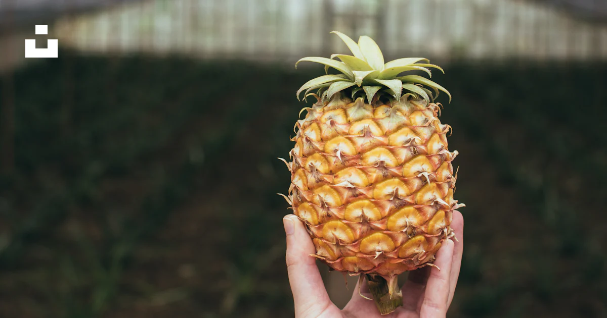 Persona sosteniendo fruta de piña durante el día foto – Imagen de ...