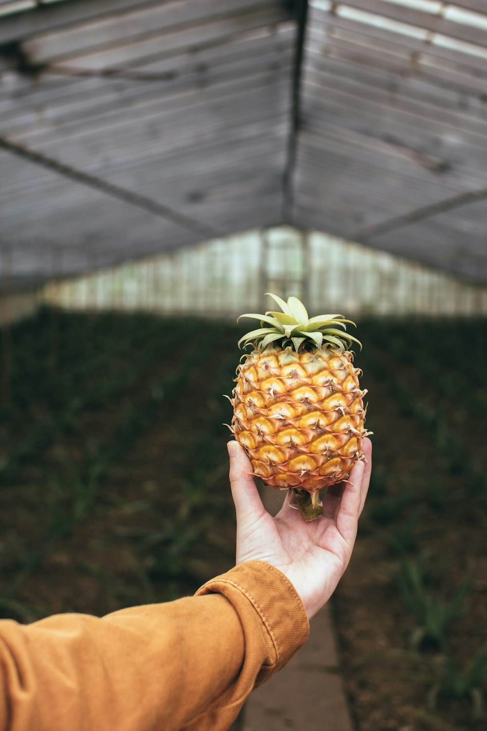 person holding pineapple fruit during daytime