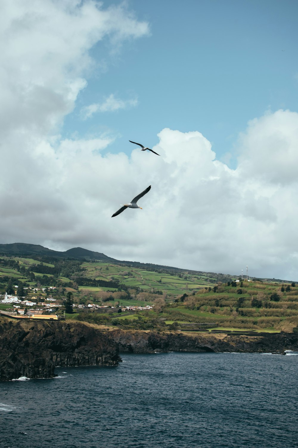 bird flying over green trees and houses under white clouds during daytime