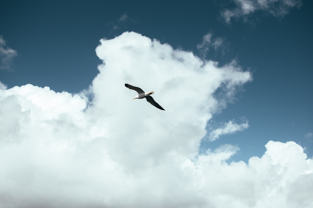 white bird flying under blue sky during daytime