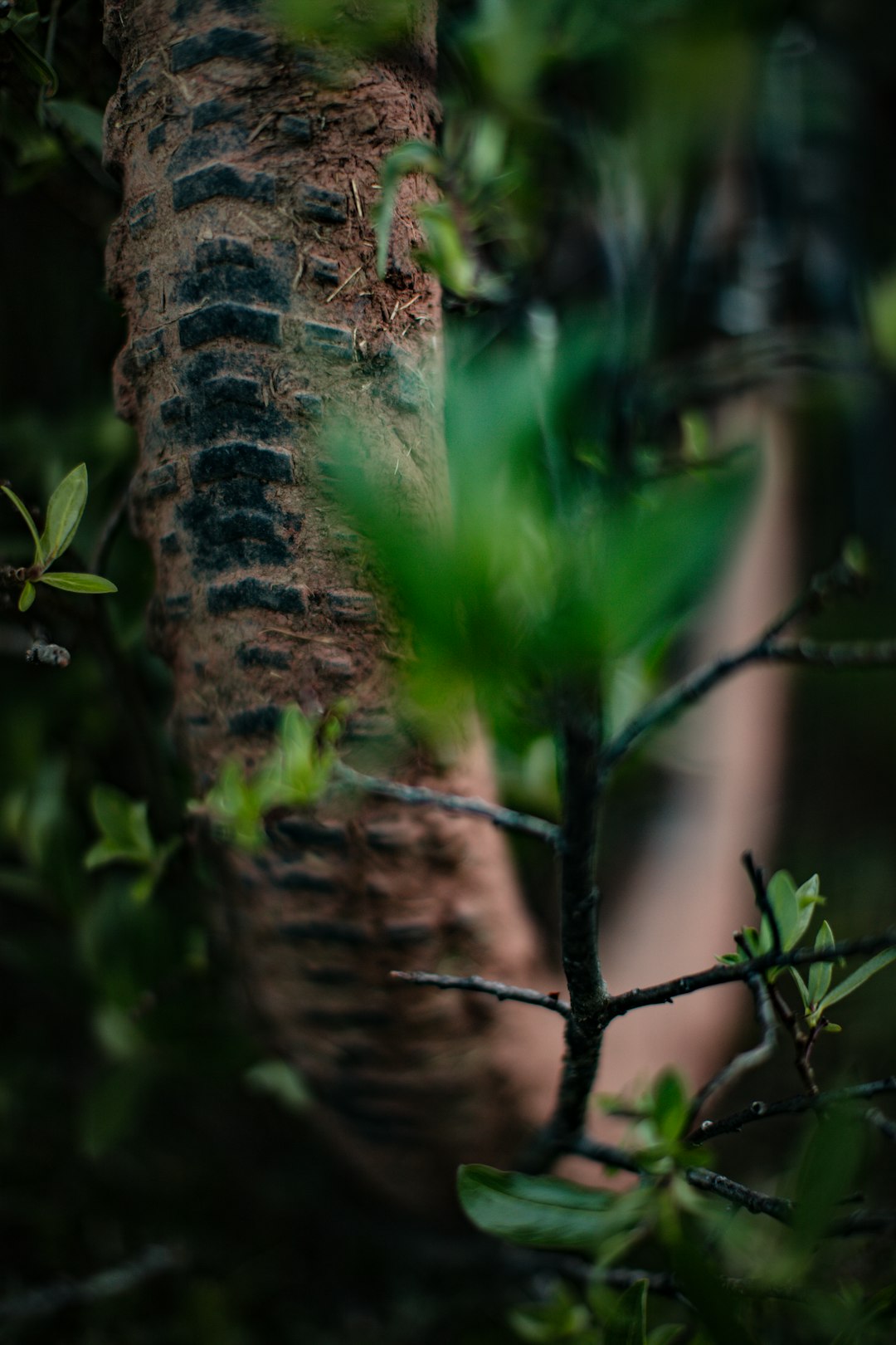 brown and black tree trunk