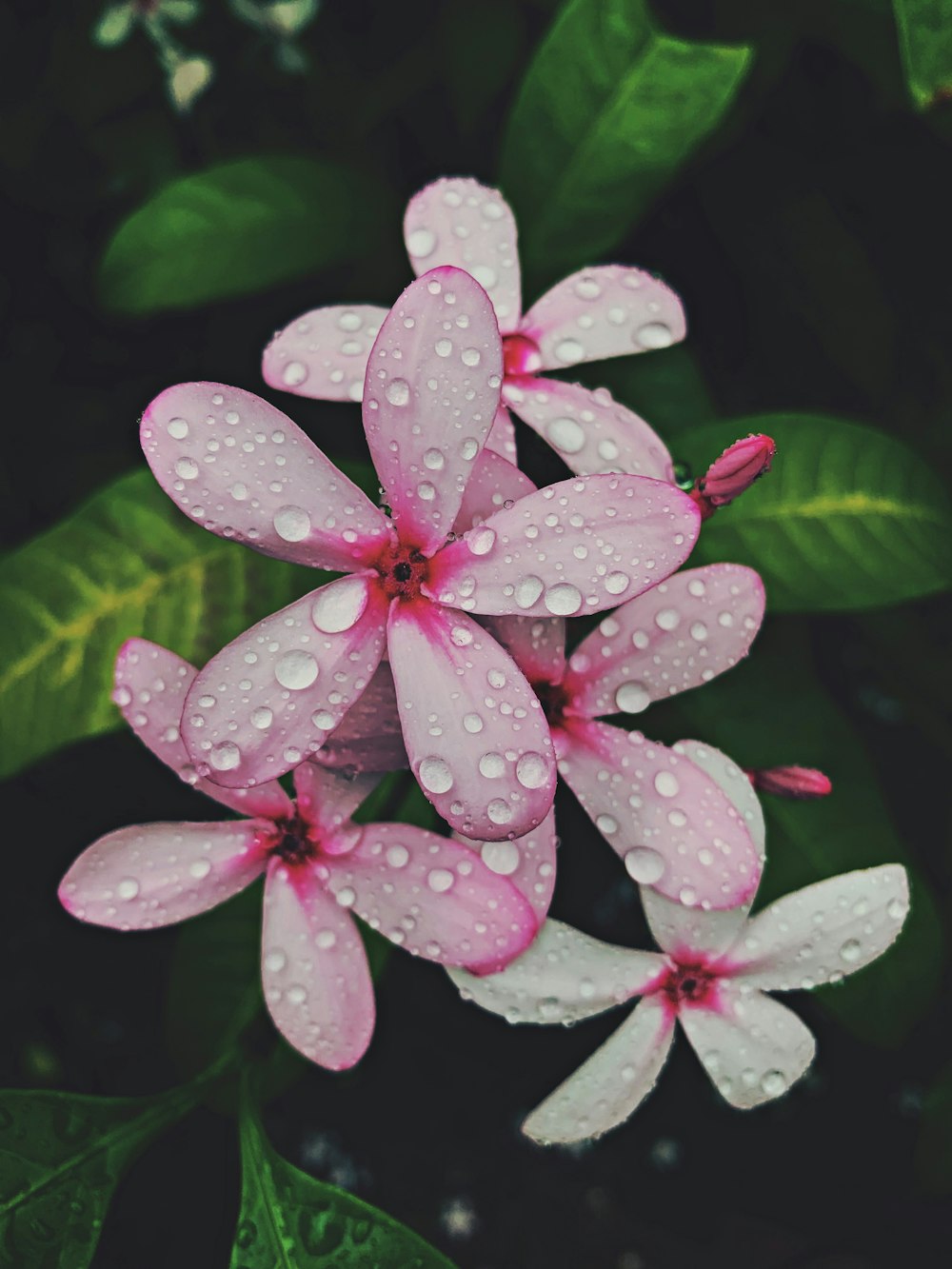 pink and white flower with water droplets