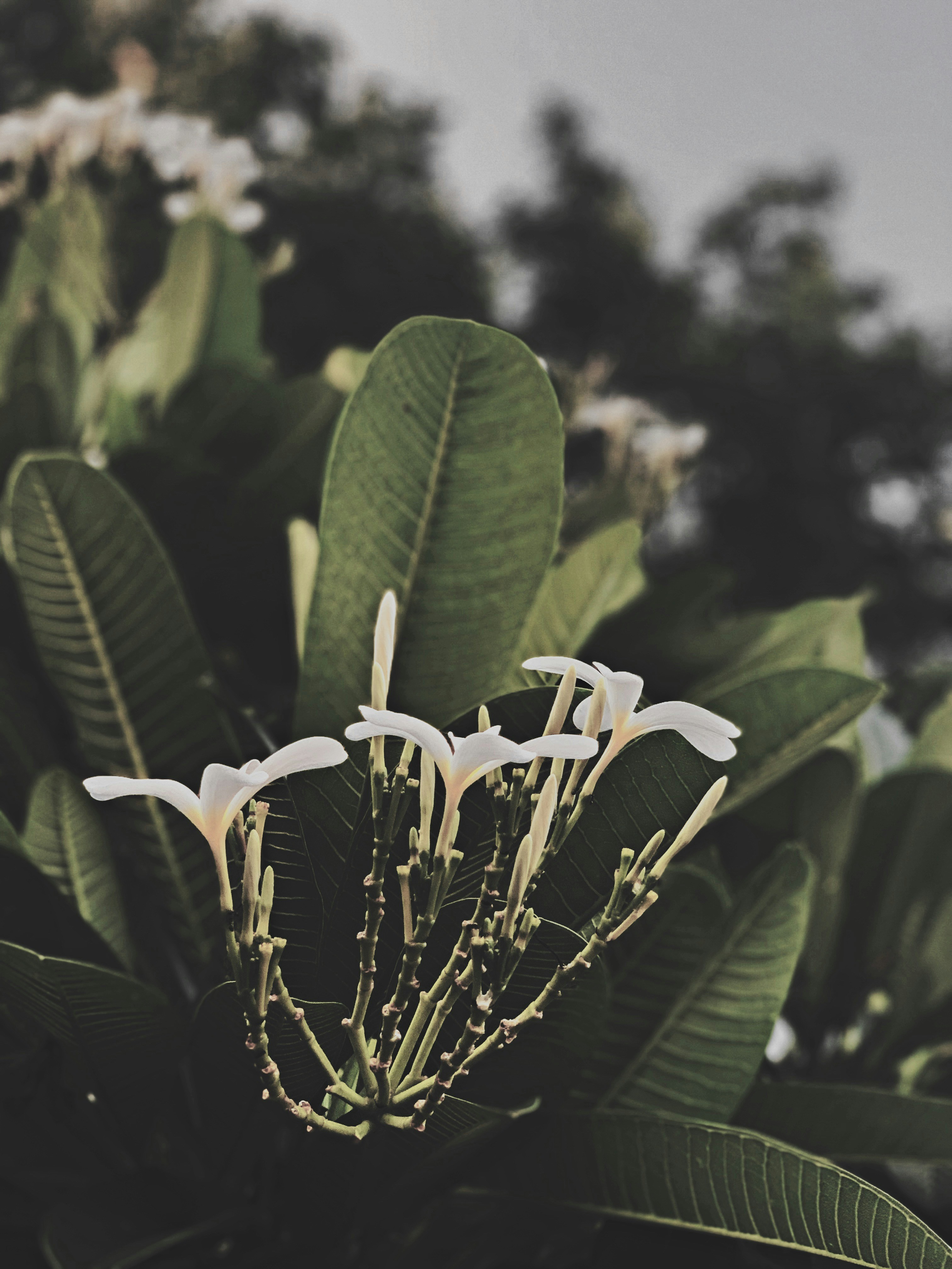 white flower in tilt shift lens