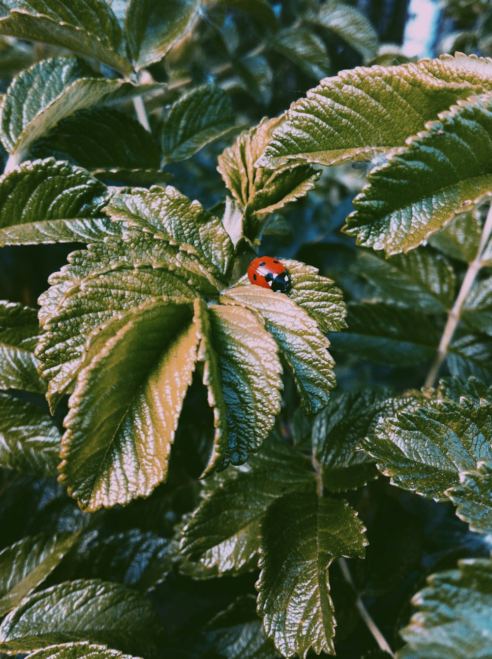 red ladybug perched on green leaf in close up photography during daytime