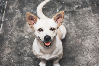 A happy small dog sitting on a colorful mat, looking eagerly ahead