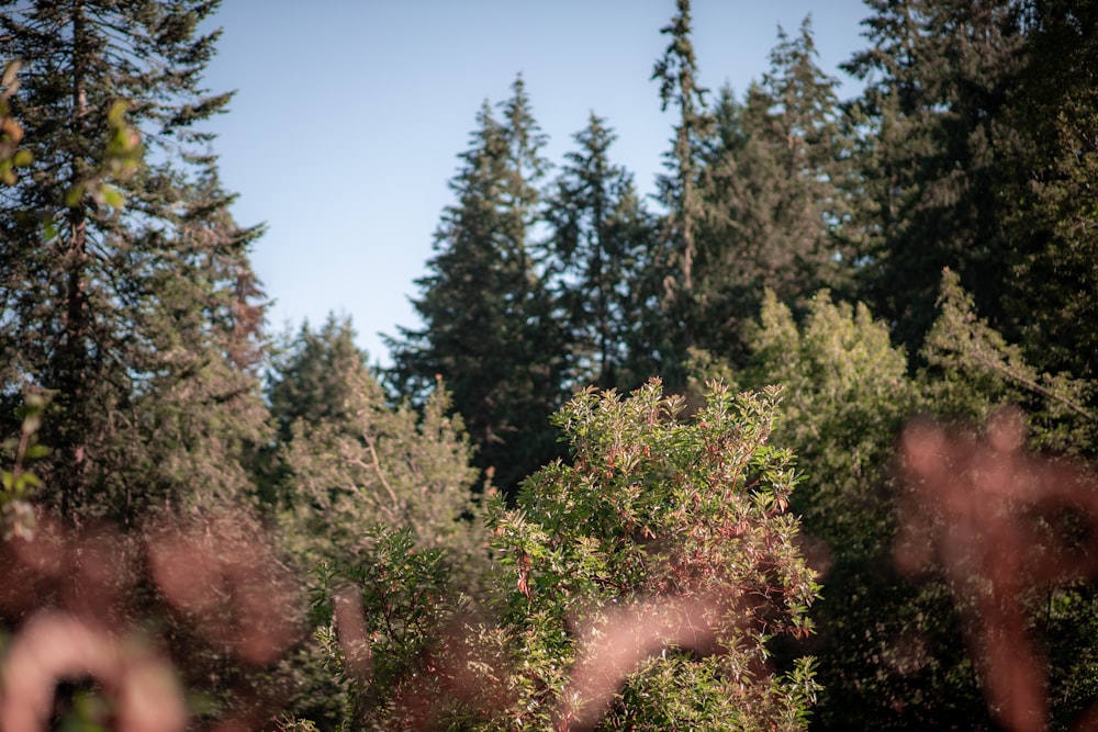 green and brown trees under blue sky during daytime