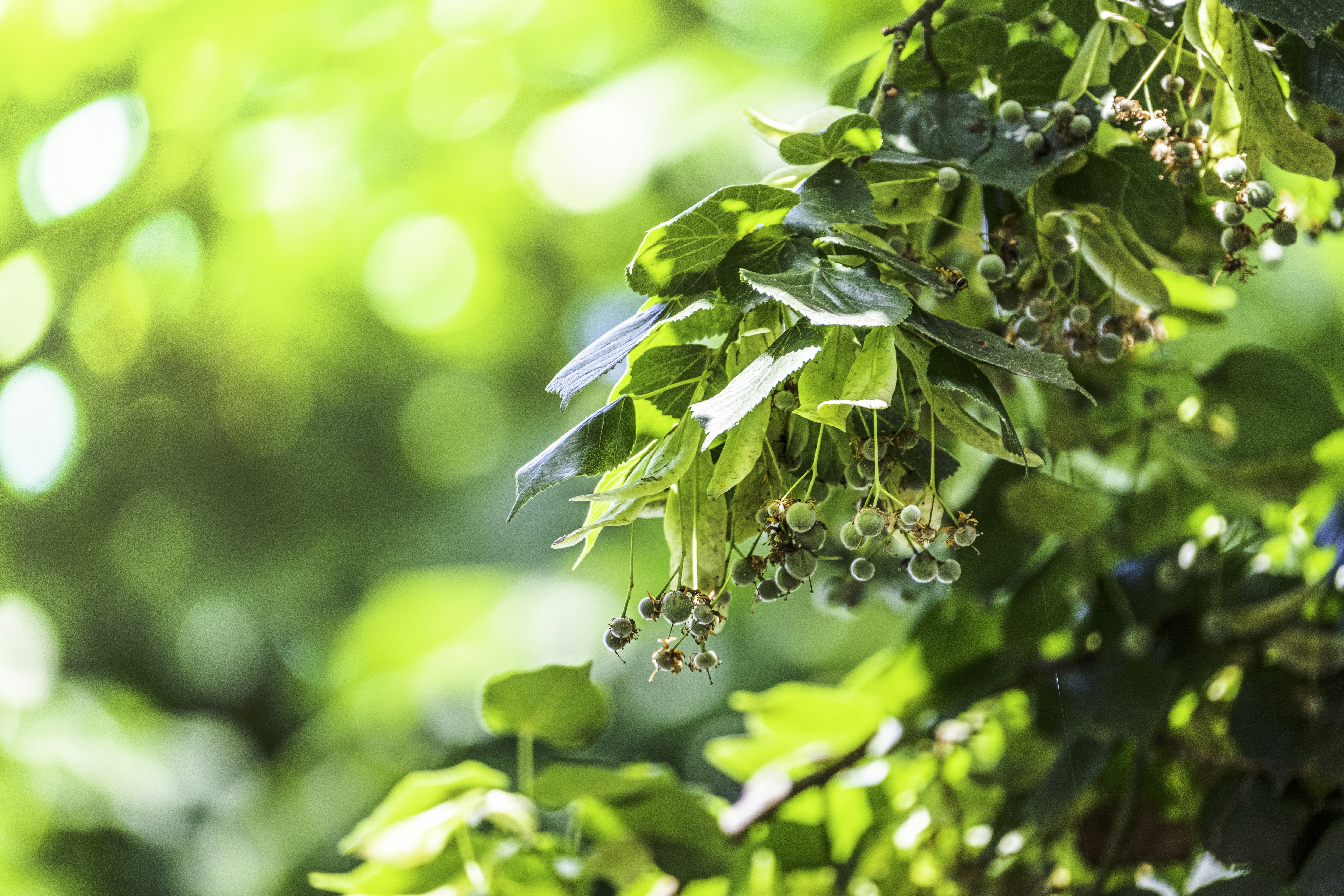 Photo by victorserban