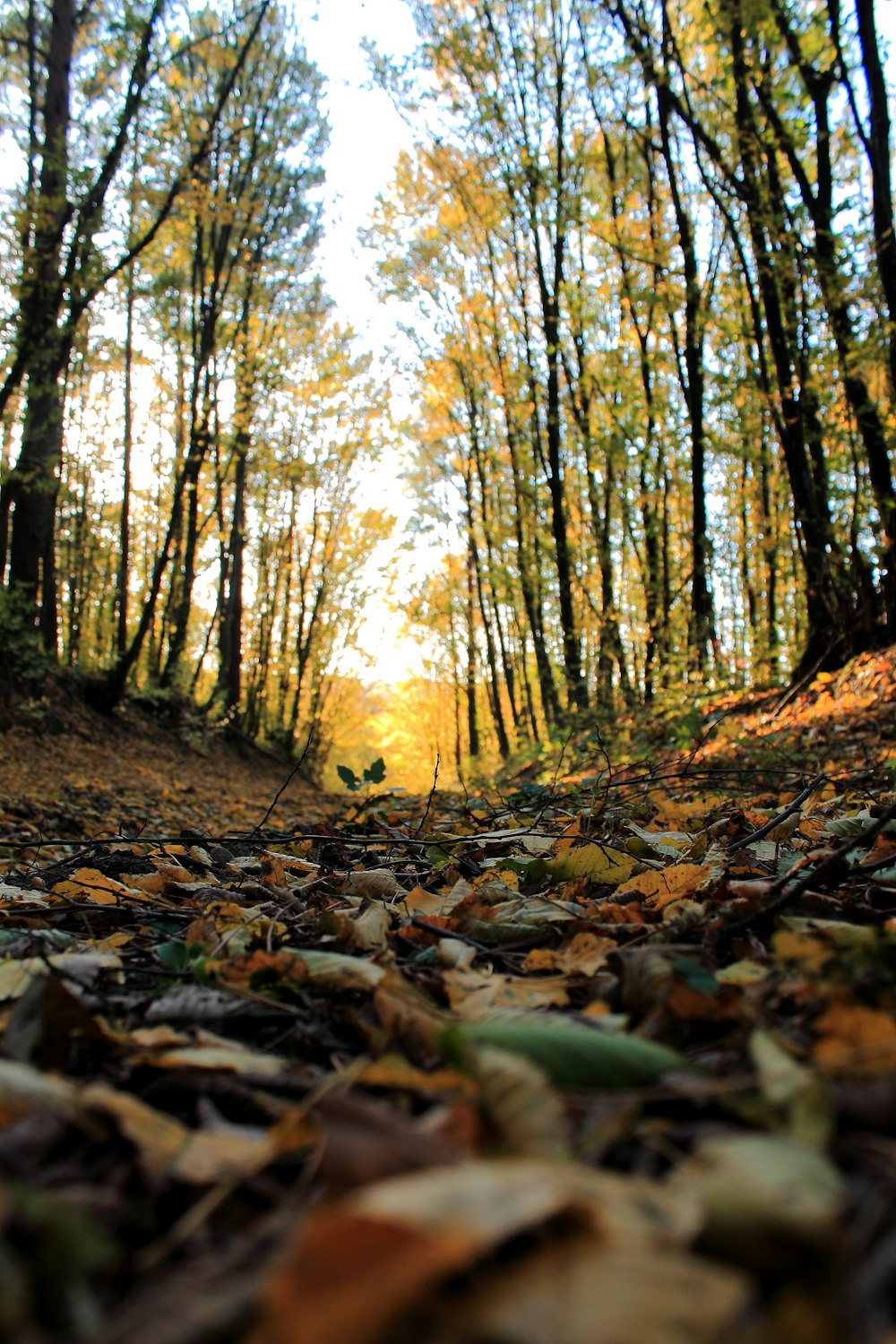 brown dried leaves on ground