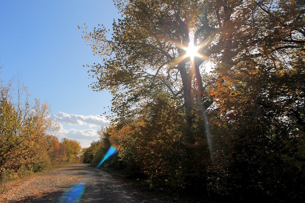 green trees under blue sky during daytime