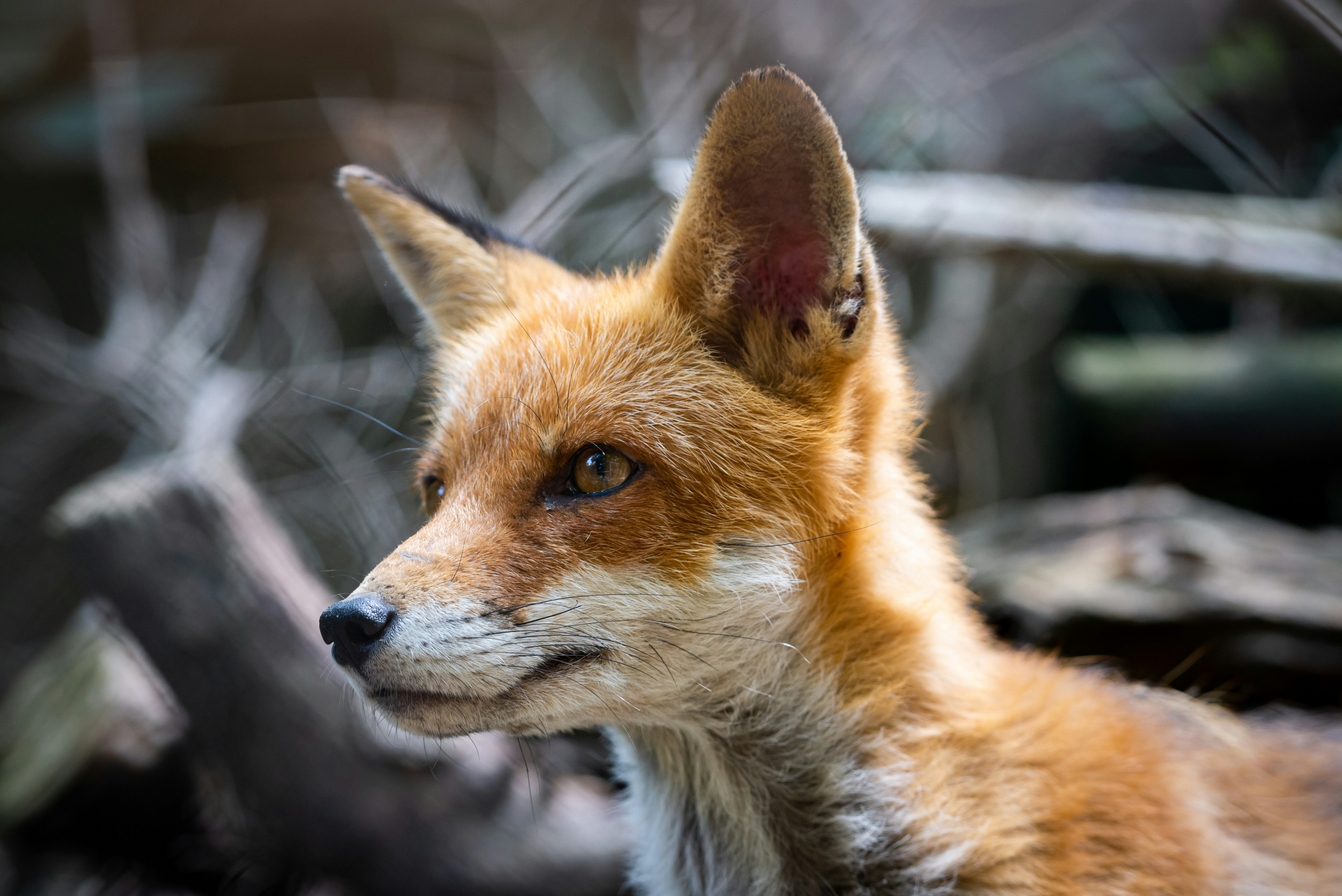 Brown and white fox on gray rock