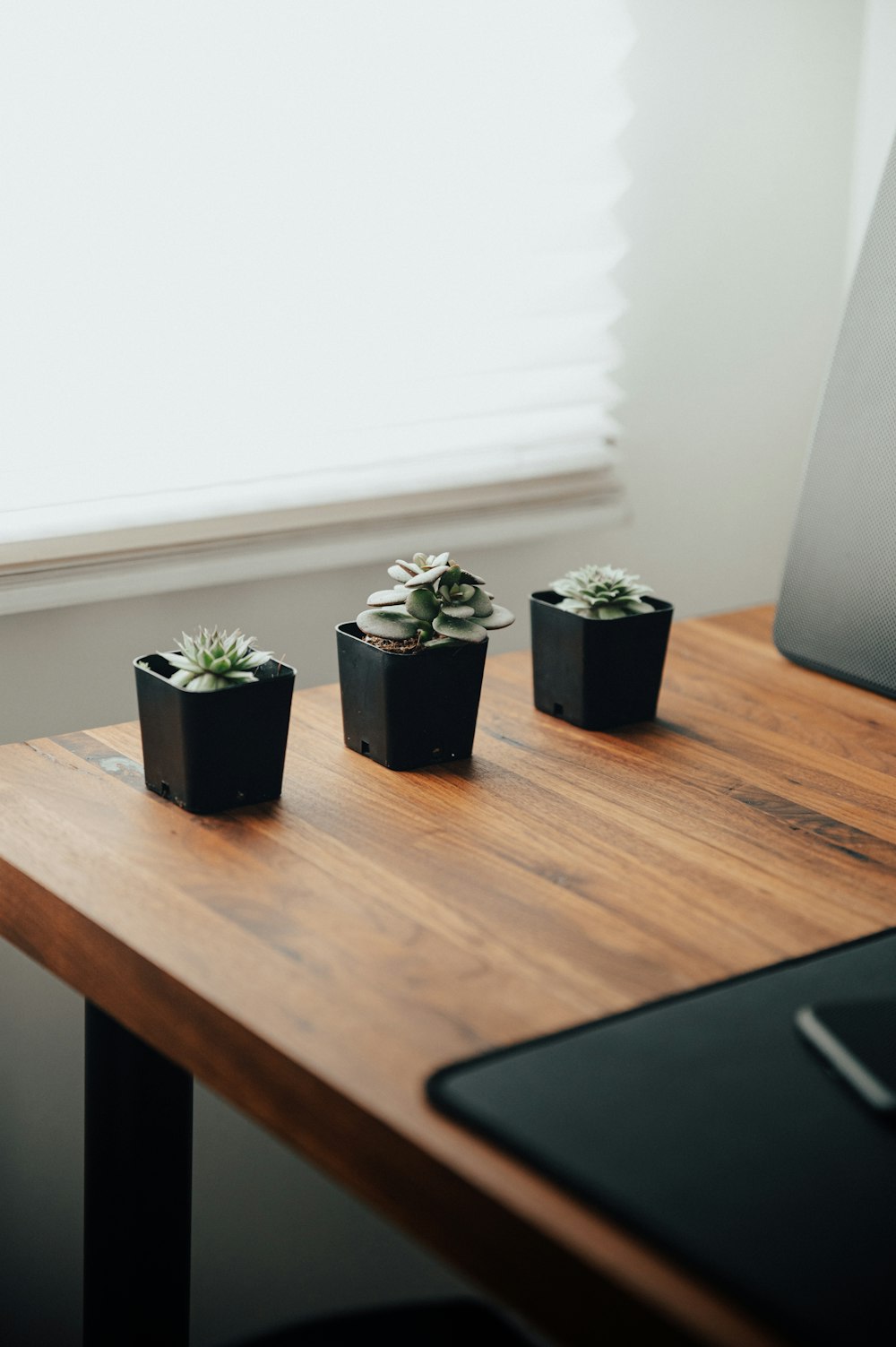 green potted plants on brown wooden table