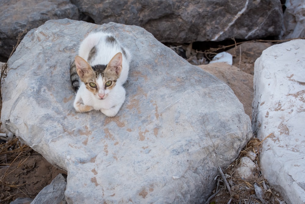white and brown cat on gray rock