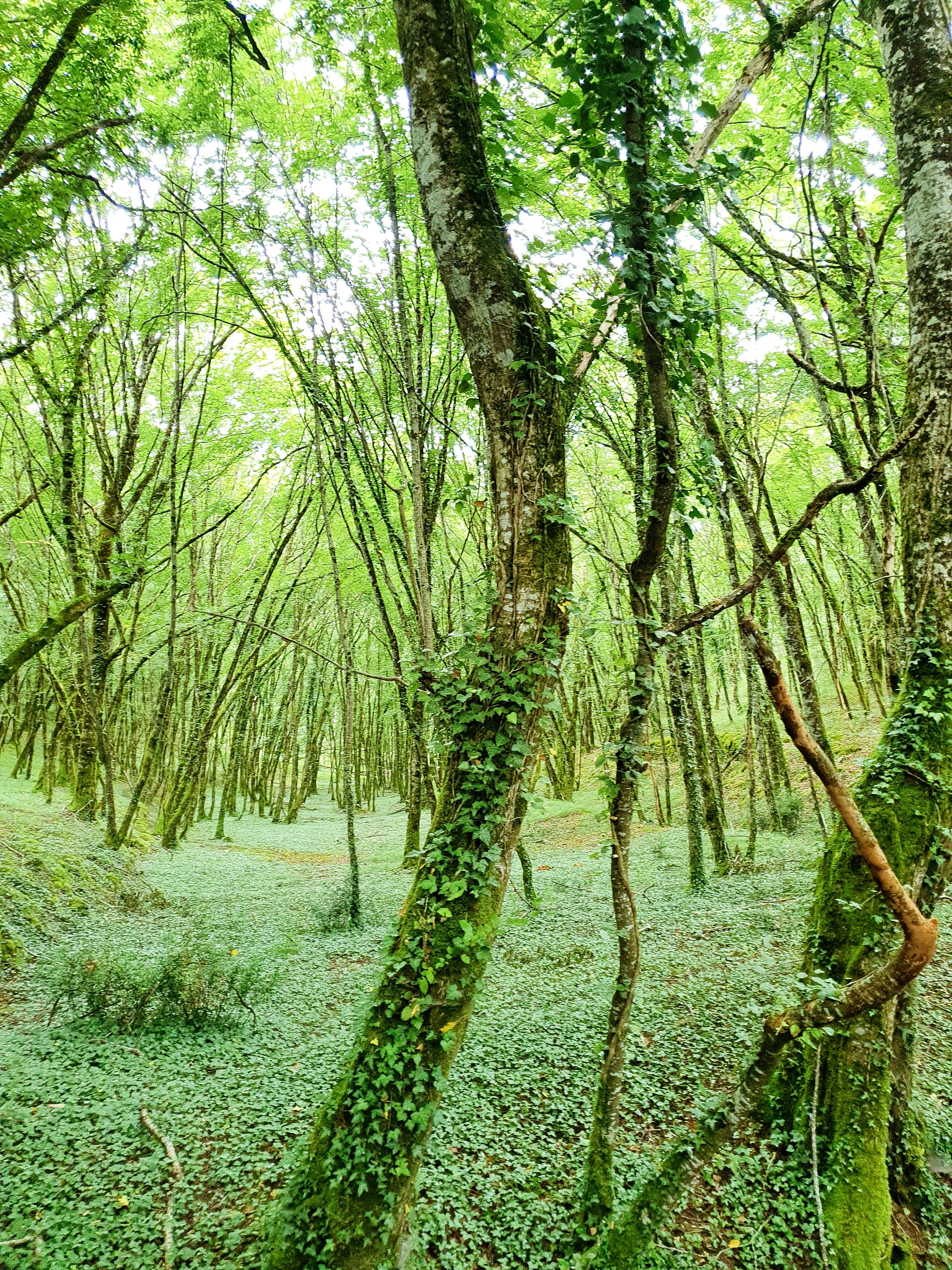 Photo by scootergirl96