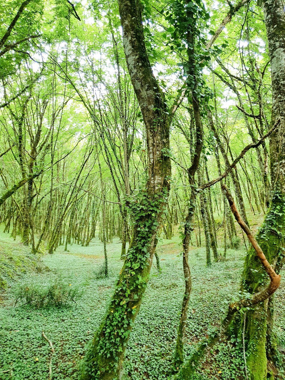 green grass and brown tree trunk