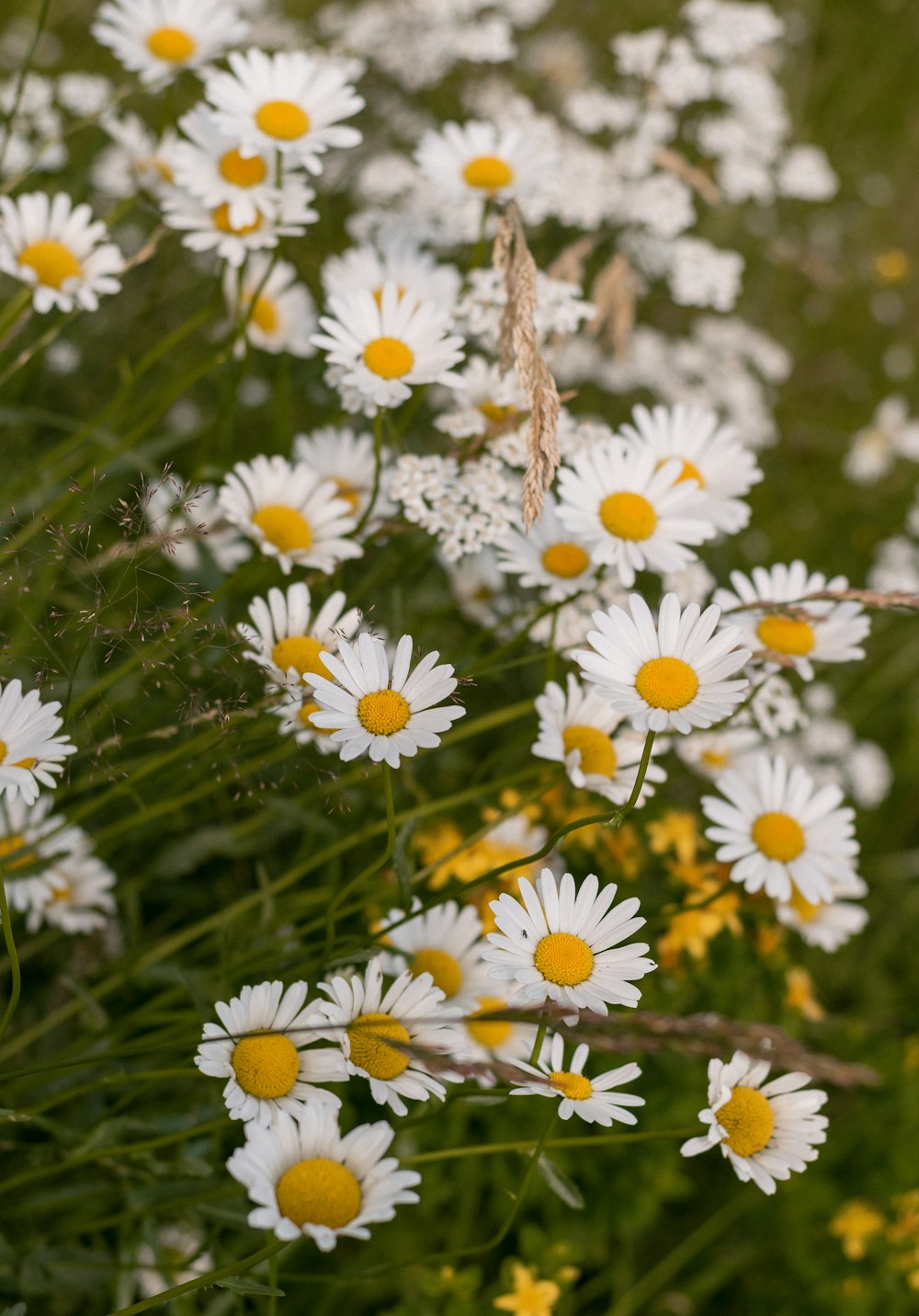 white and yellow daisy flowers