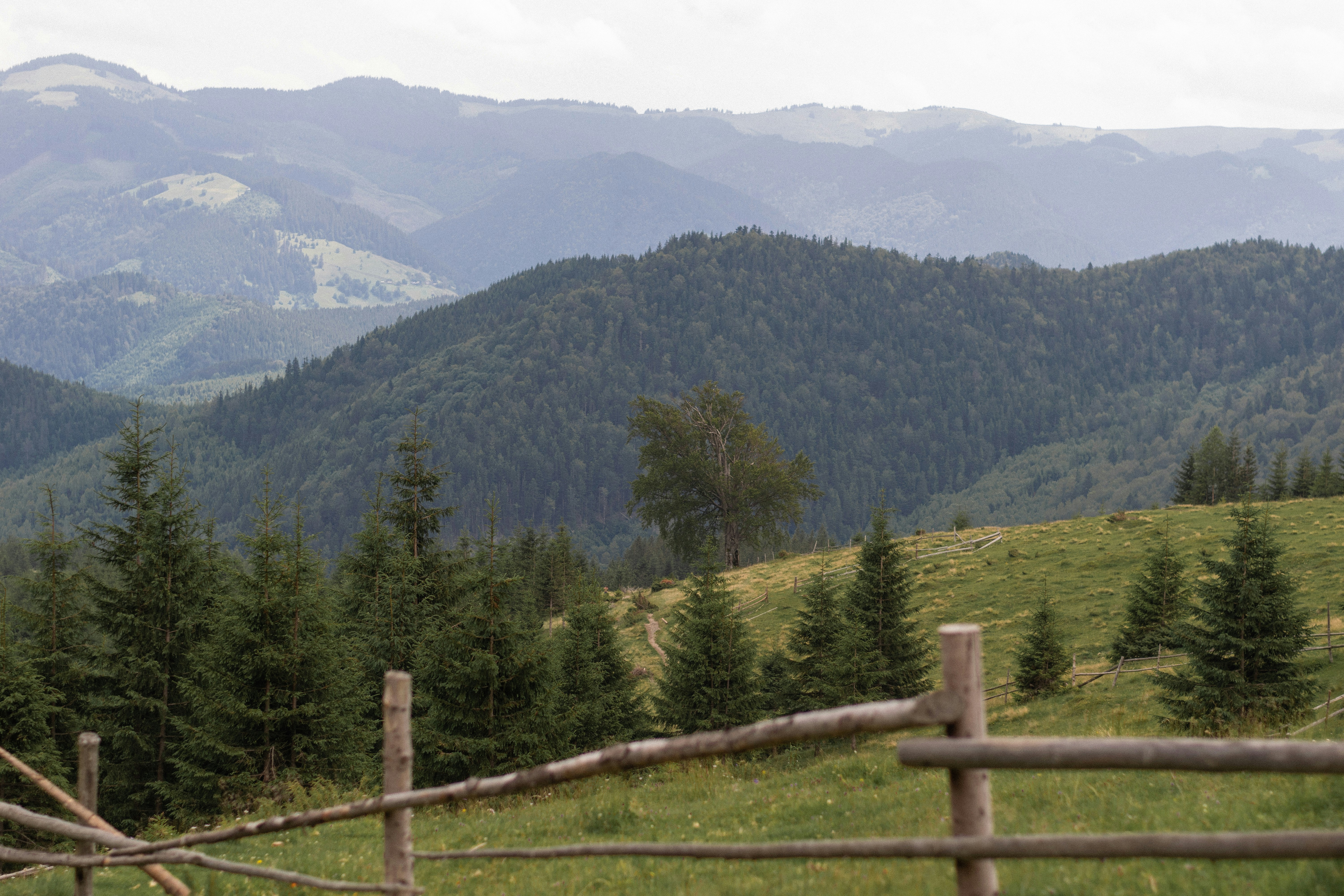 green trees on mountain during daytime