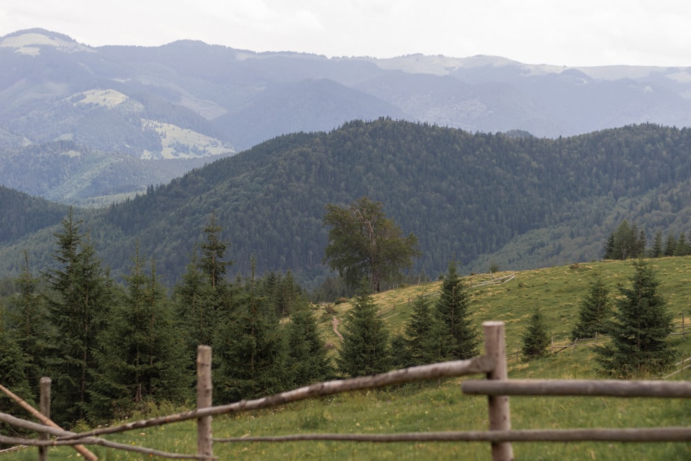 green trees on mountain during daytime