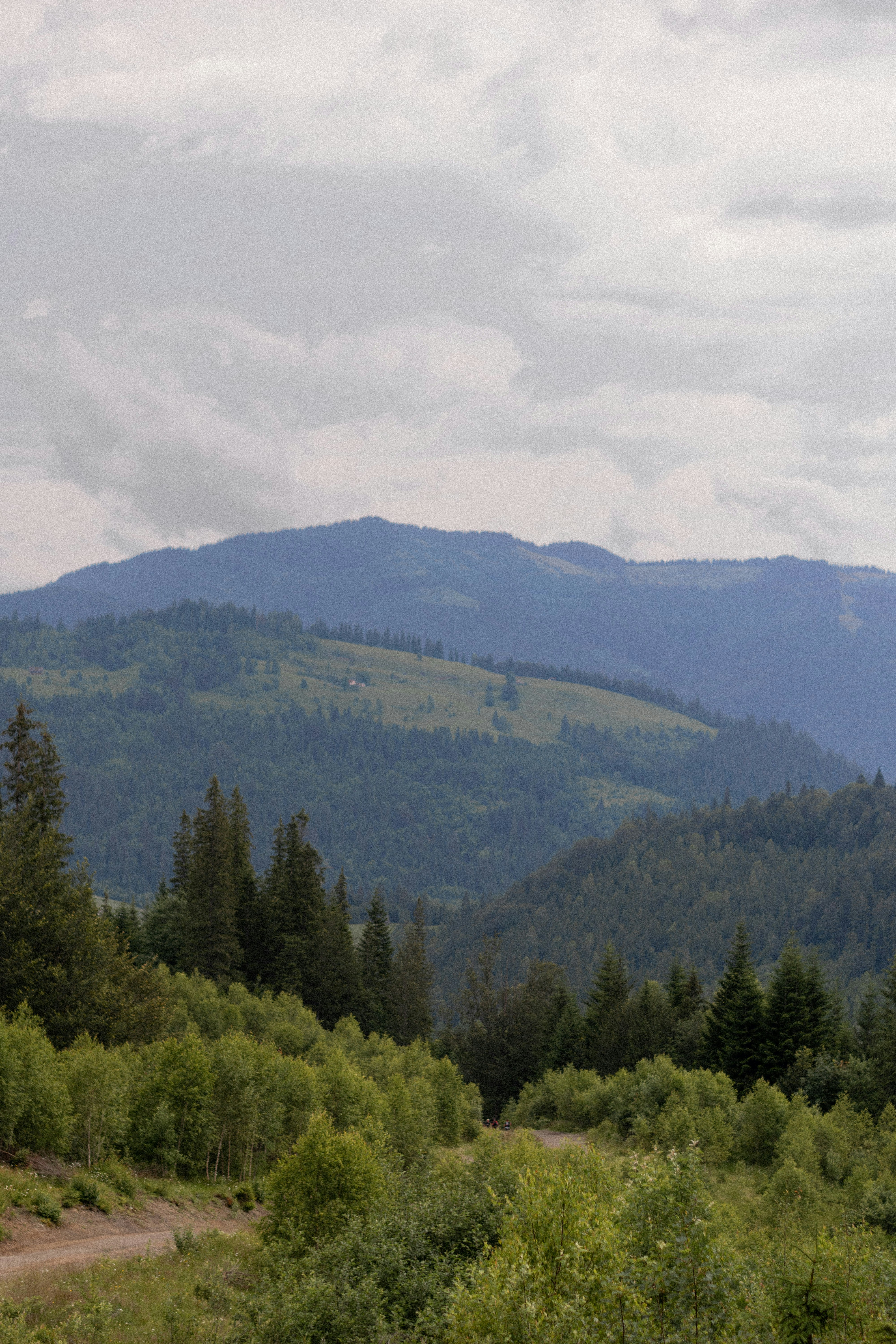 green trees on mountain under white clouds during daytime