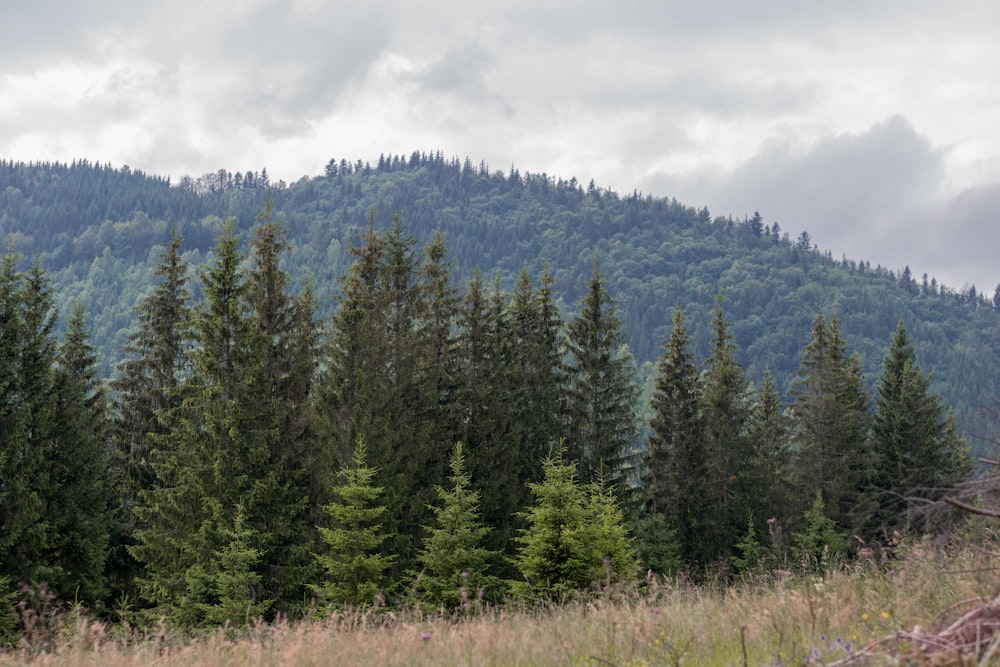 green pine trees under white clouds during daytime