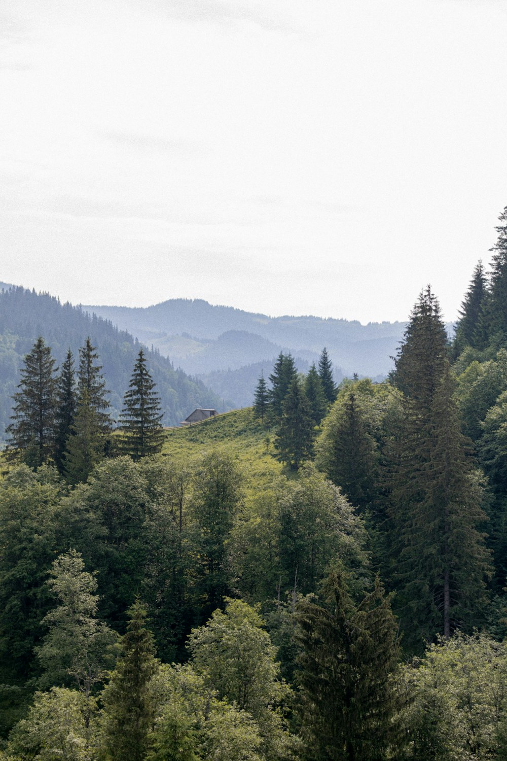 green pine trees on mountain during daytime