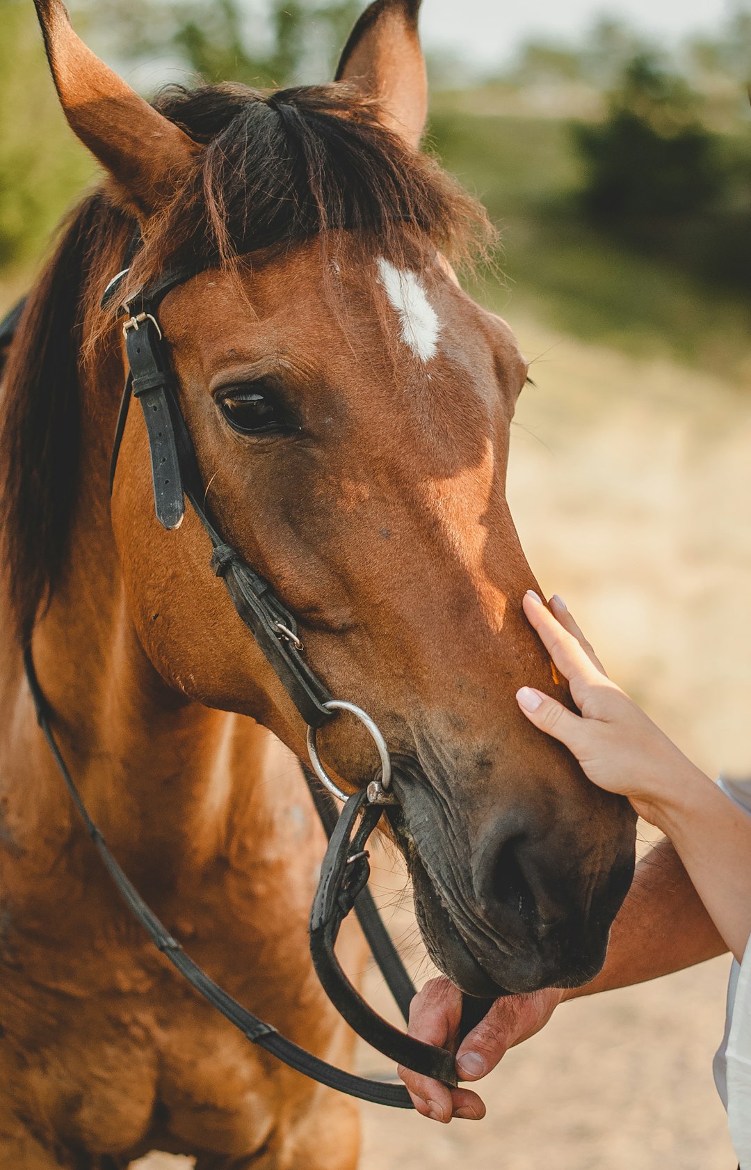 person holding brown horse during daytime