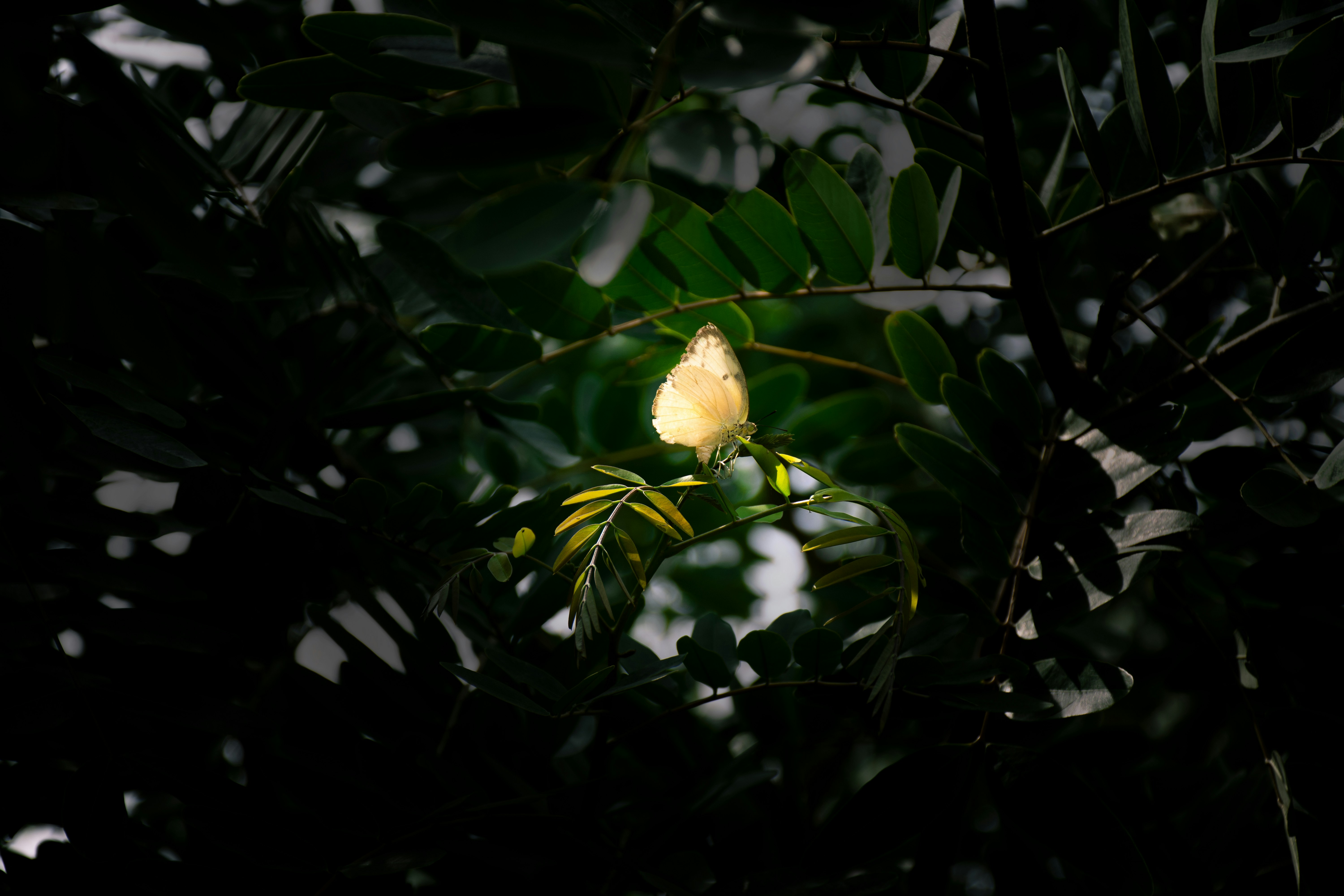 flor amarilla con hojas verdes